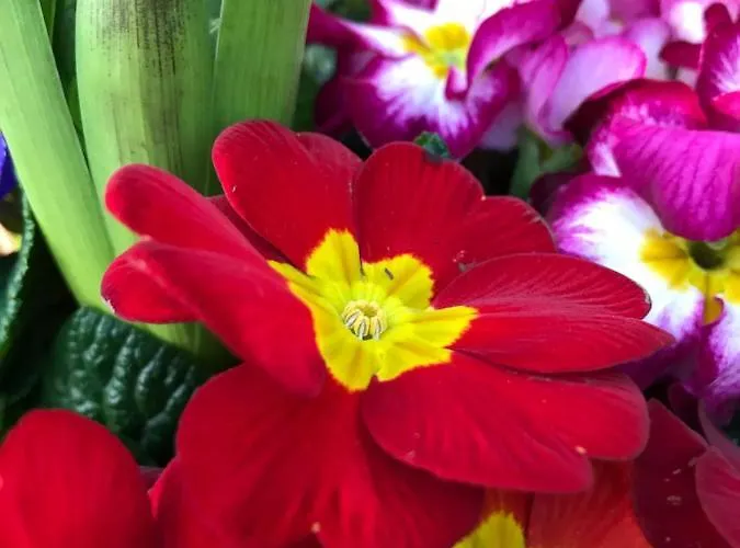 Ξενοδοχείο Ocean Λούρδη